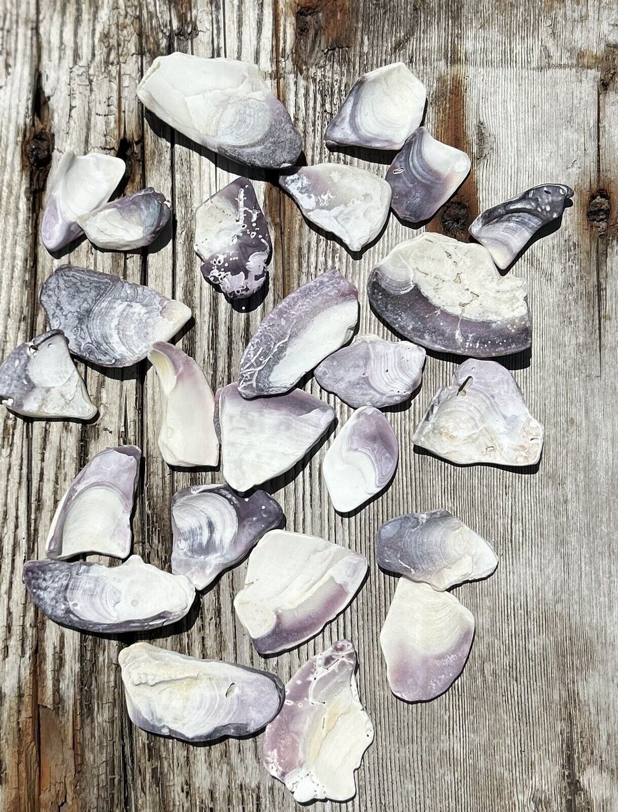 Wampum Shells Approx 25 Pieces MA/ Cape Cod.