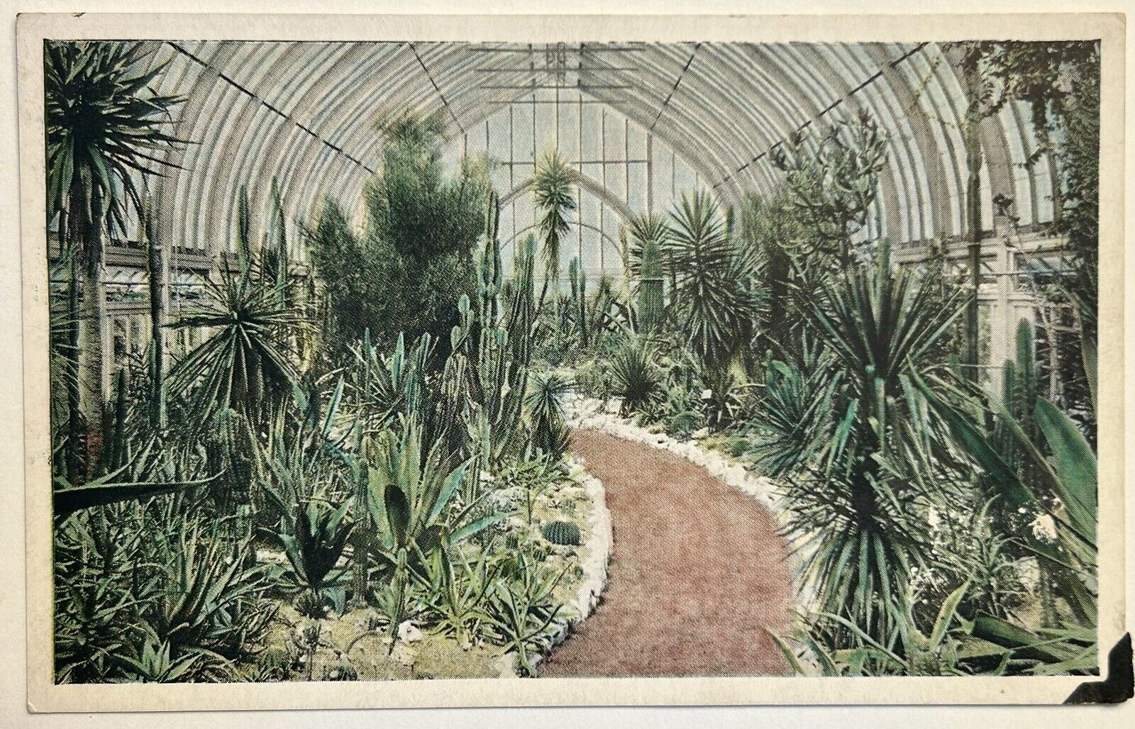 Missouri Botanical Garden. Cacti. Succulents. St Louis Vintage Postcard