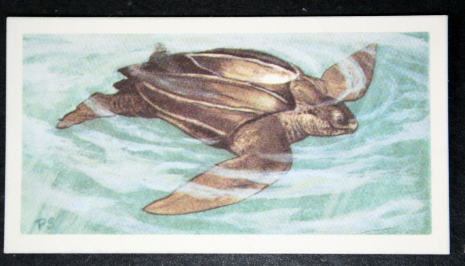 LEATHERBACK SEA TURTLE  Vintage  1963 Illustrated Wildlife Card  CD22MS