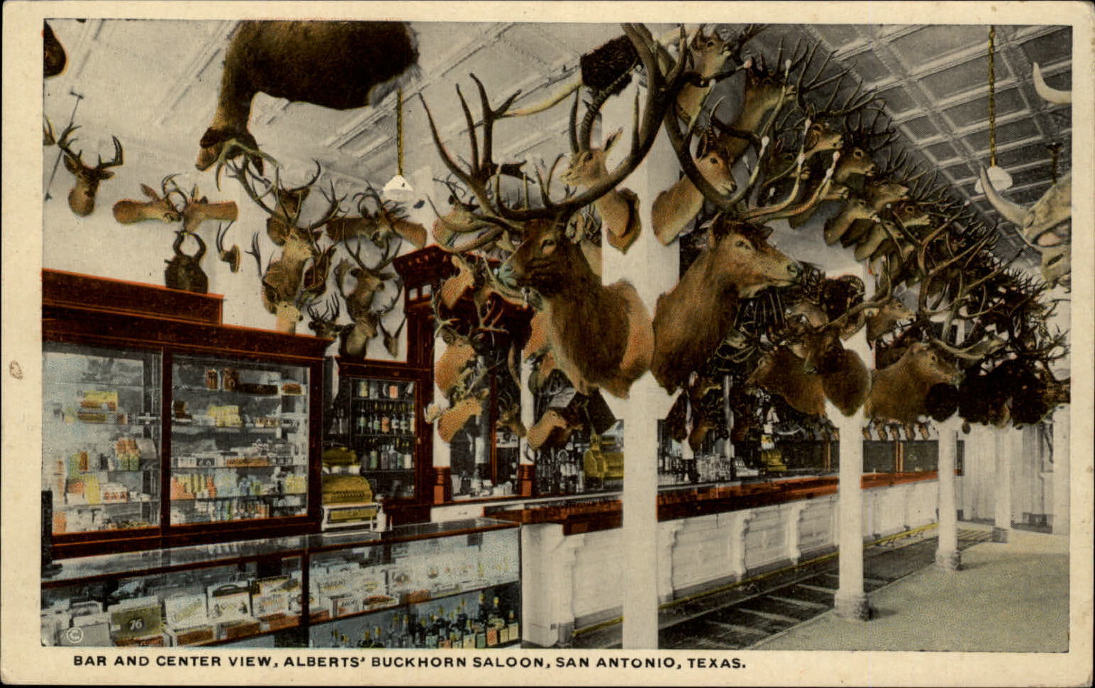 San Antonio Texas Albert\'s Buckhorn Saloon Elk taxidermy unused c1915 postcard
