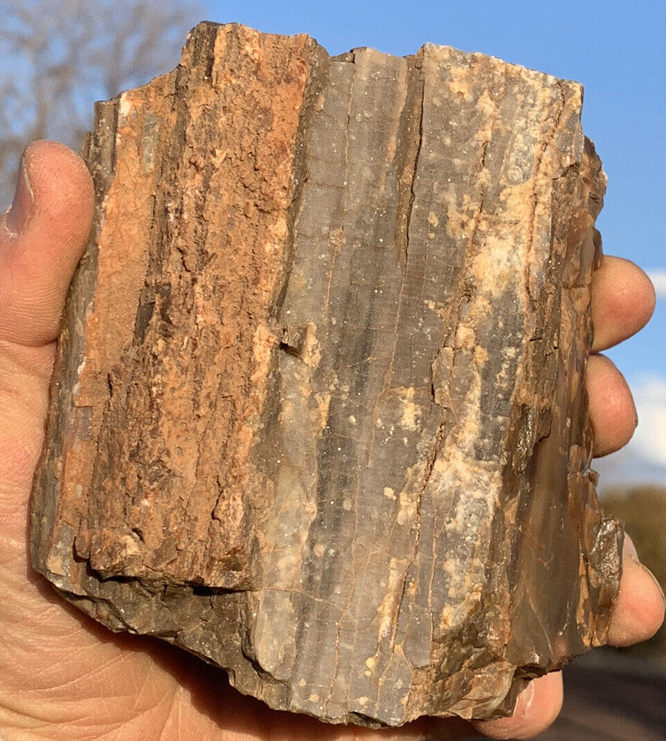 ☘️RR⚒: Top Quality Arizona Petrified Wood W/druzy sparkly Quartz, 1.5 Lb 🌈