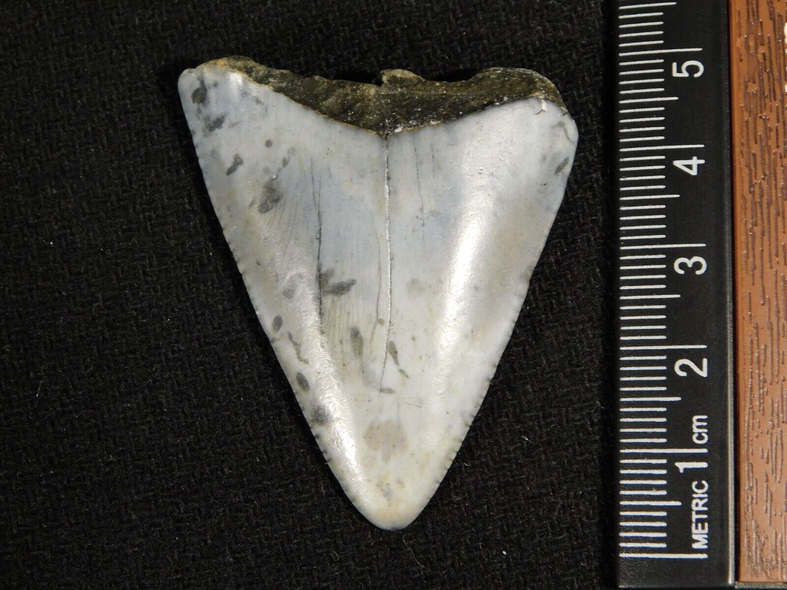 ANCESTRAL Great White SHARK Tooth Fossil 100% Natural 13.9gr