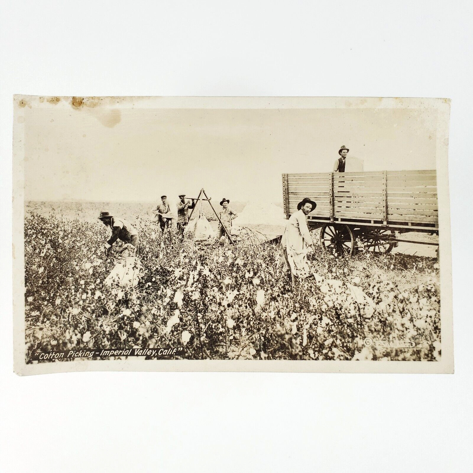 Imperial Valley Cotton Picking RPPC Postcard 1920s California Farmers C3280