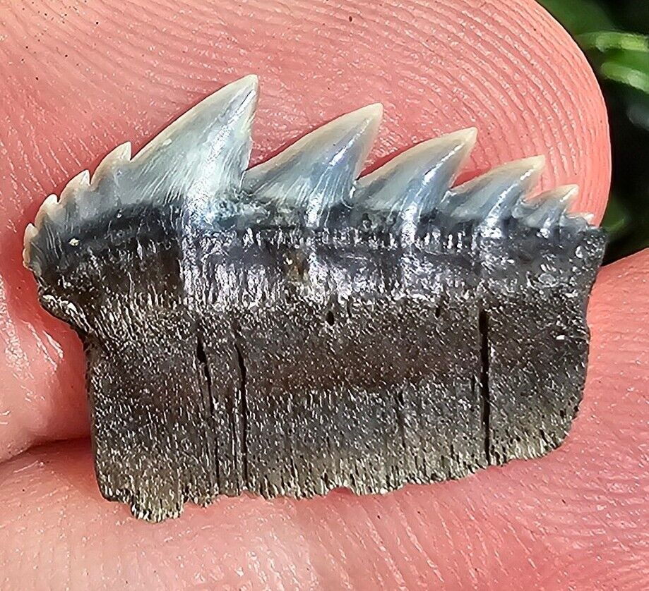 Lee Creek Cow Shark Tooth Fossil Notorynchus Cepedianus