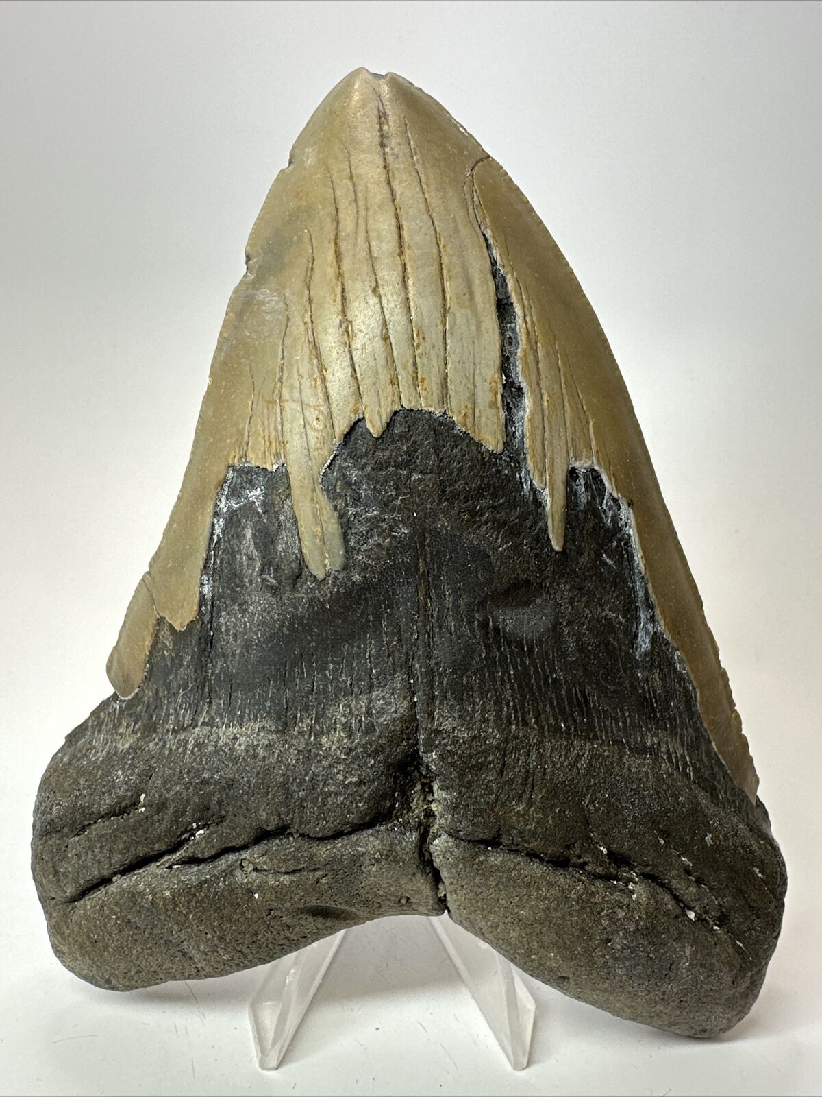 Megalodon Shark Tooth 6.02” Authentic - Huge Fossil - Carolina 17581