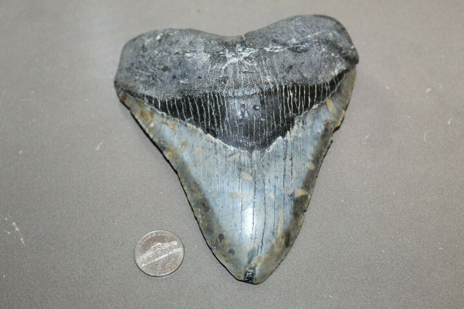 MEGALODON Fossil Giant Shark Teeth Ocean No Repair 5.66\