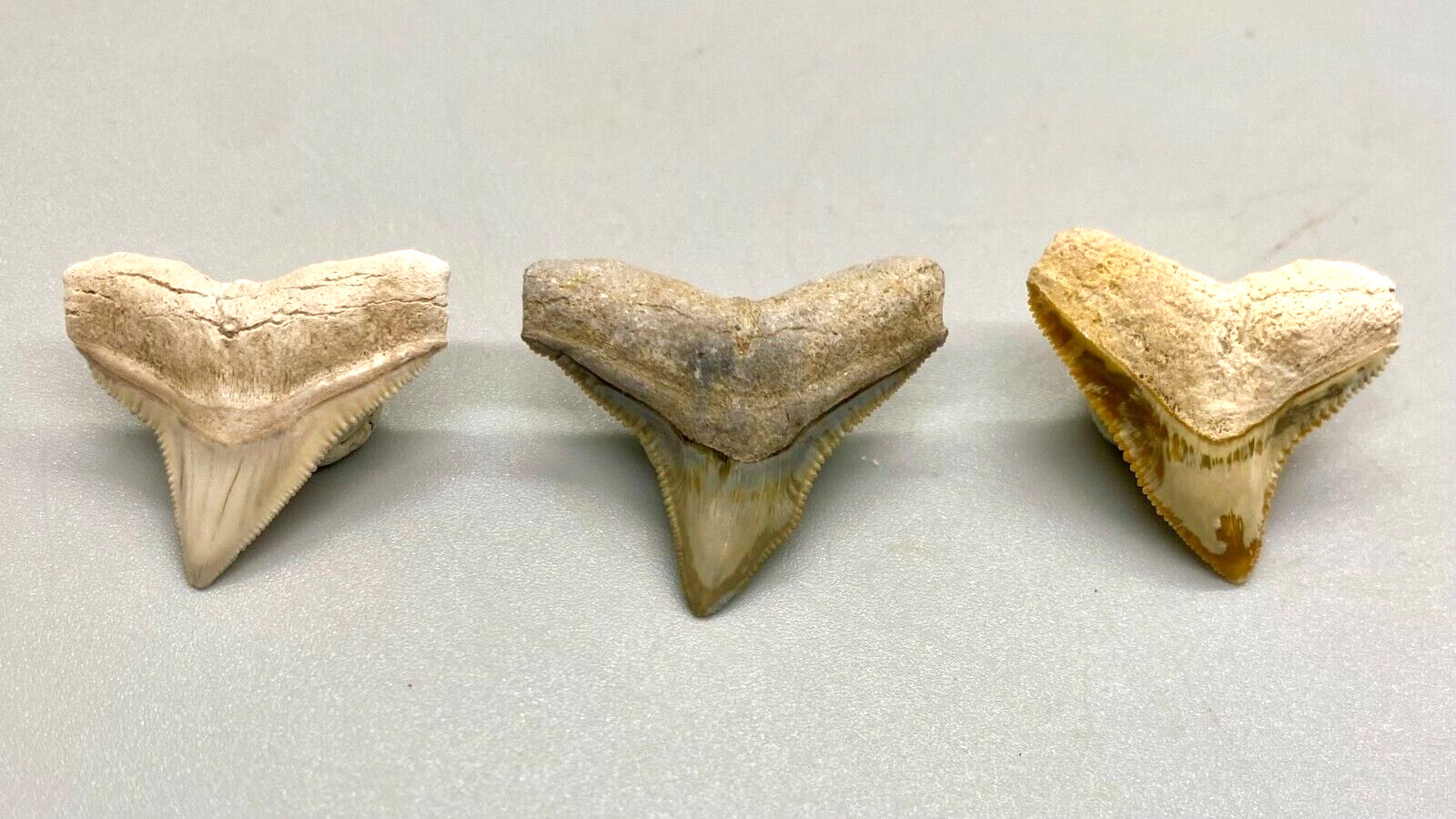 Group of 3 Gorgeous and COLORFUL Fossil BULL SHARK Teeth - Sarasota, FL