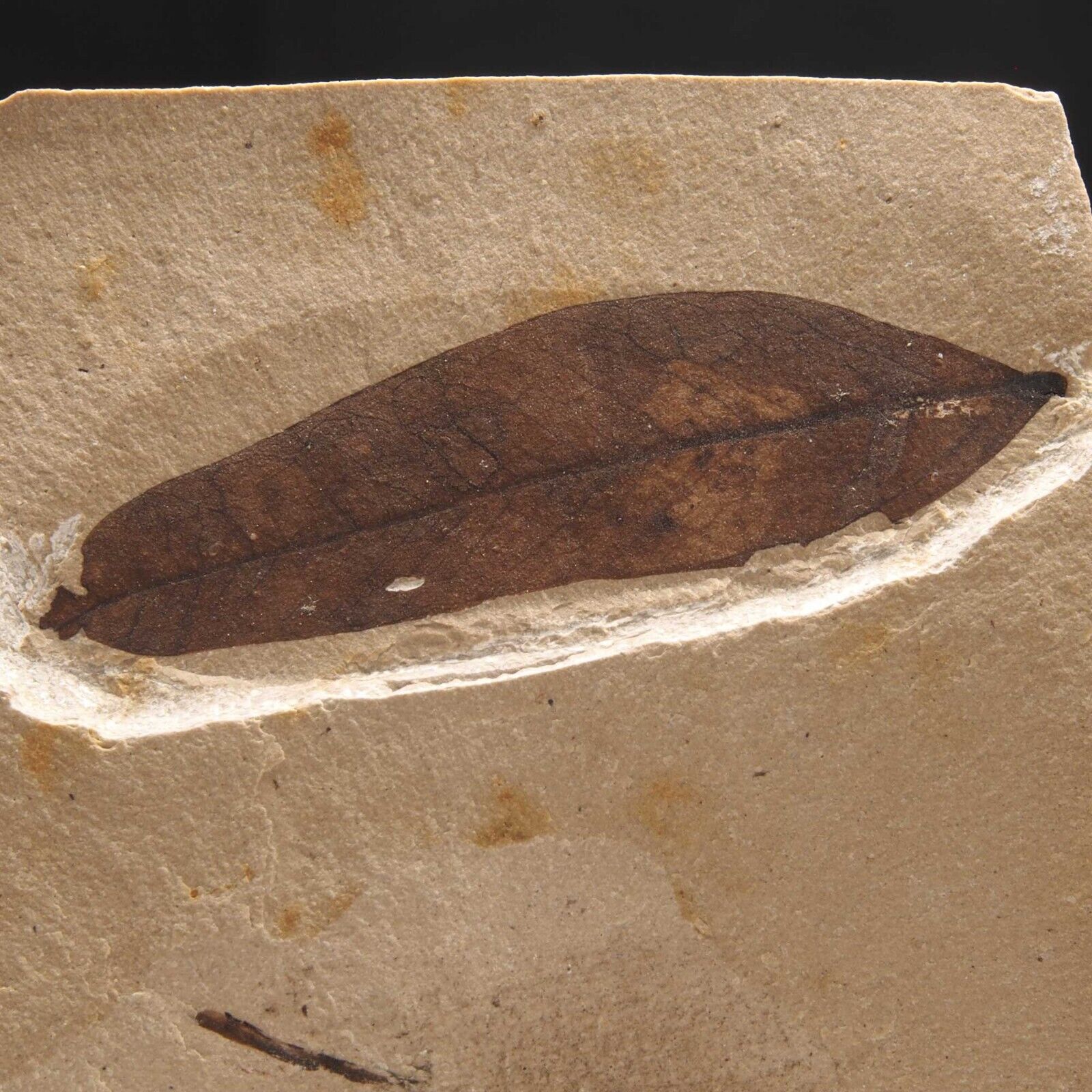 LEAF FOSSIL - Miocene - Erdobenye - HUNGARY 1C249