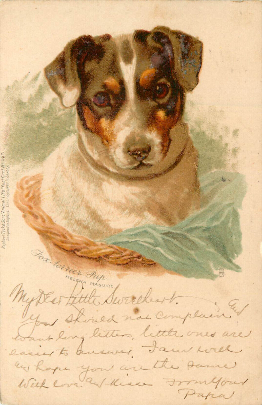 Tuck Postcard Animal Life 557 Fox Terrier Pup S/A Helena Maguire Dog