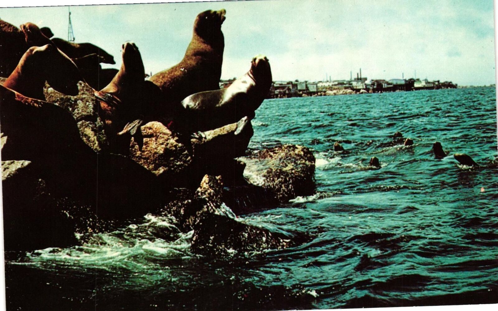 Vintage Postcard- Sea Lions, Monterey Peninsula, CA.
