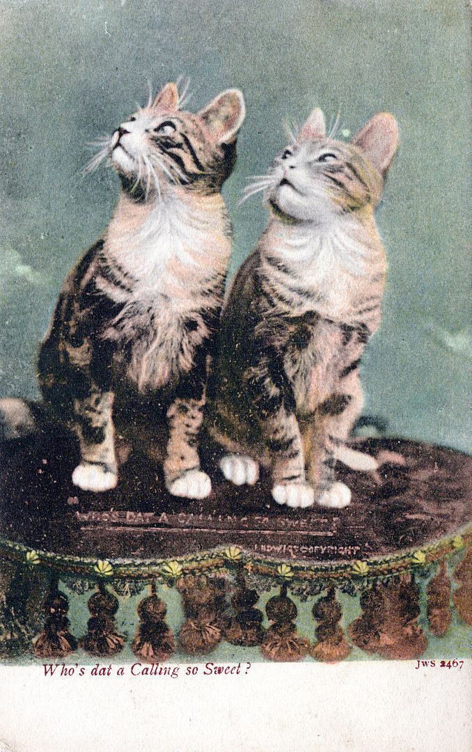 Two Cats Who\'s Dat A Calling So Sweet Postcard