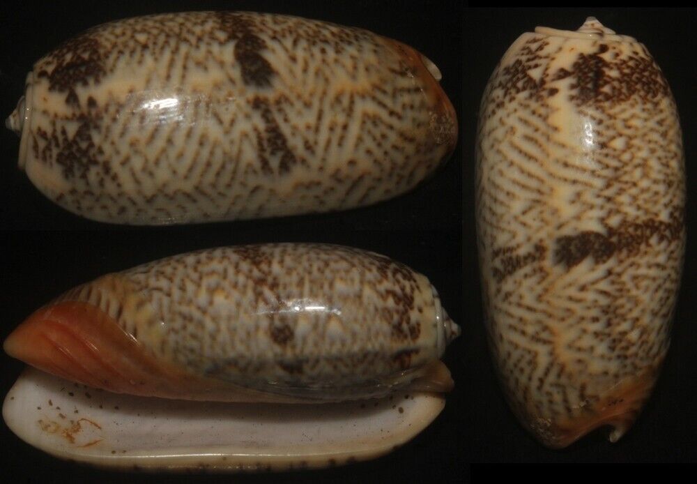 Tonyshells Seashell Oliva reticulata f. evania BLOOD OLIVES 43mm F+++/gem, super