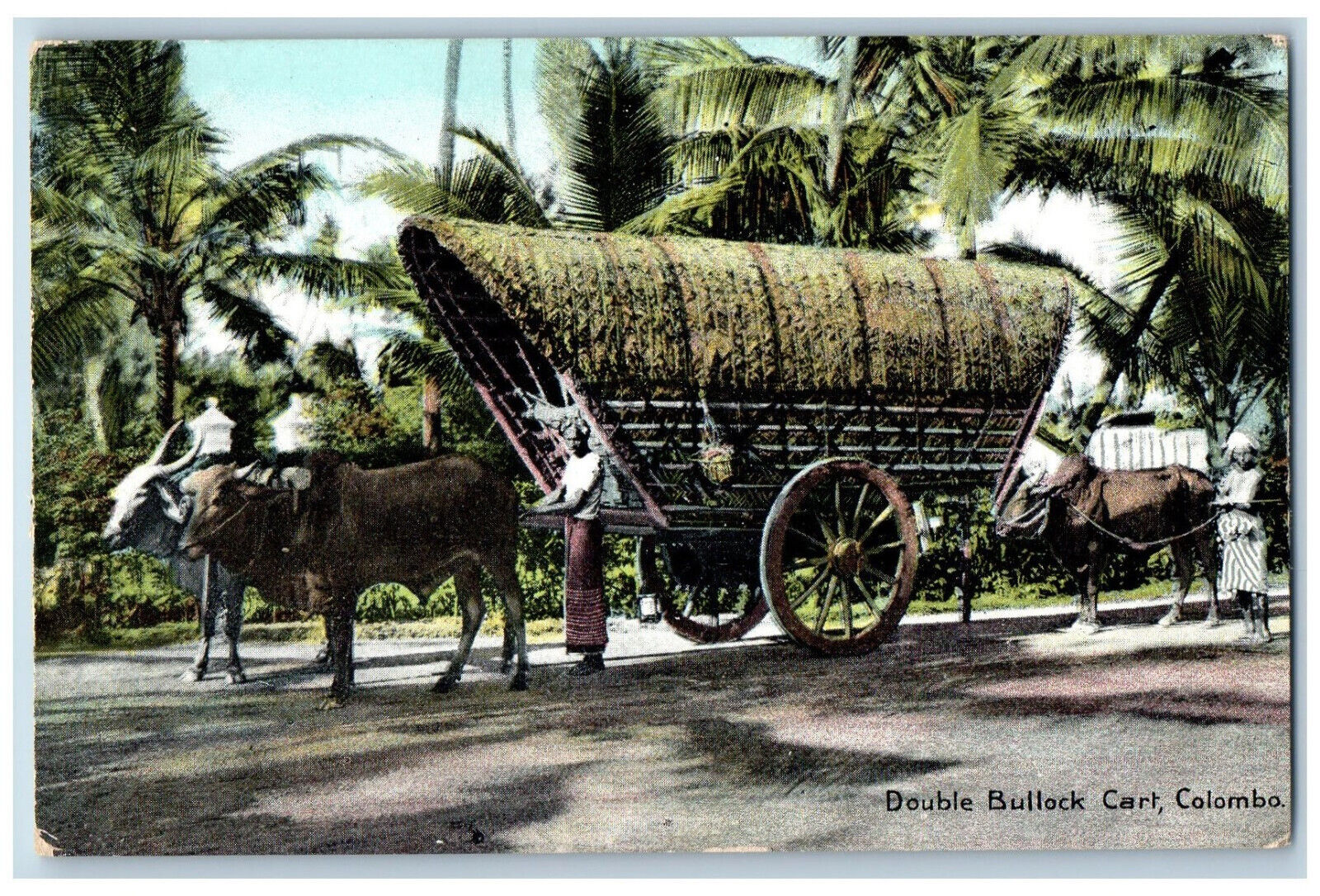 Colombo Sri Lanka Postcard Double Bullock Cart Carriage c1910 Unposted Antique