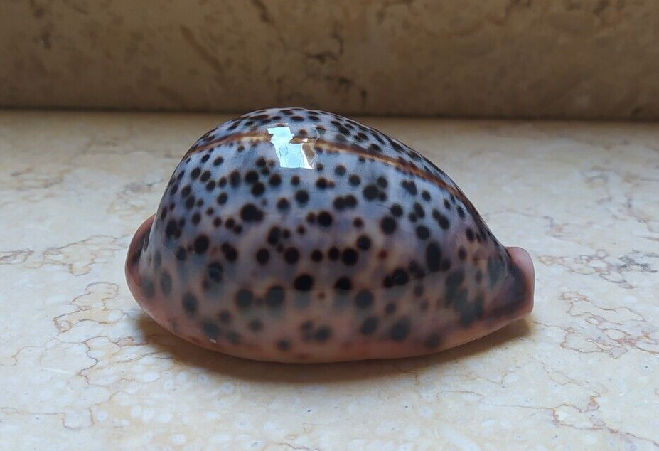 F cypraea pantherina 85 mm F++++ red sea shell super natural glossy great color