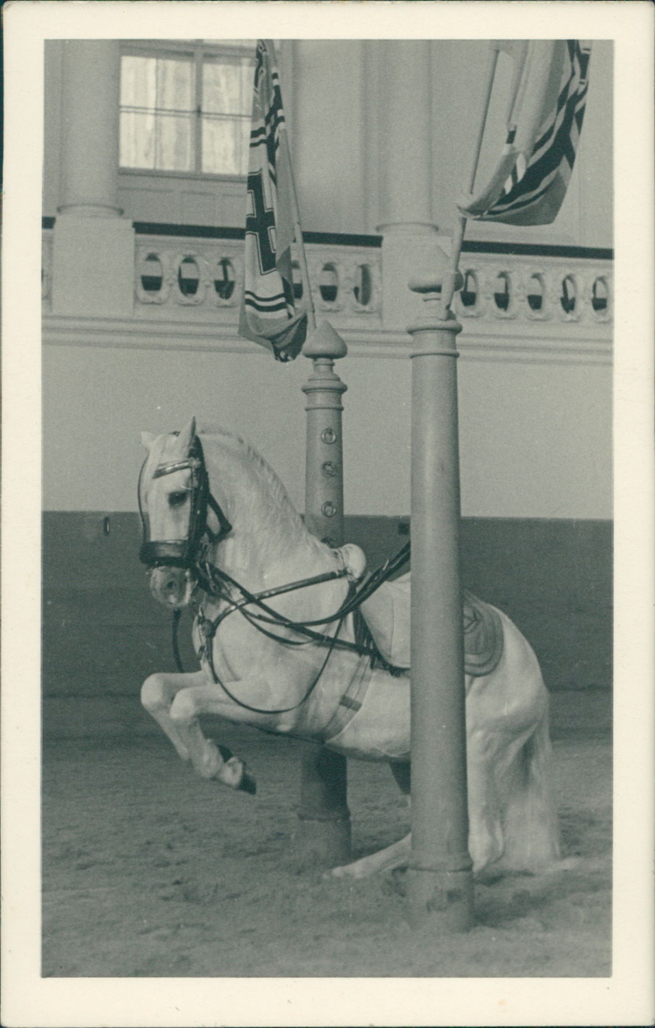 Austria, Spanish Riding School Vienna. Levade in the Pillars Vintage Silver 