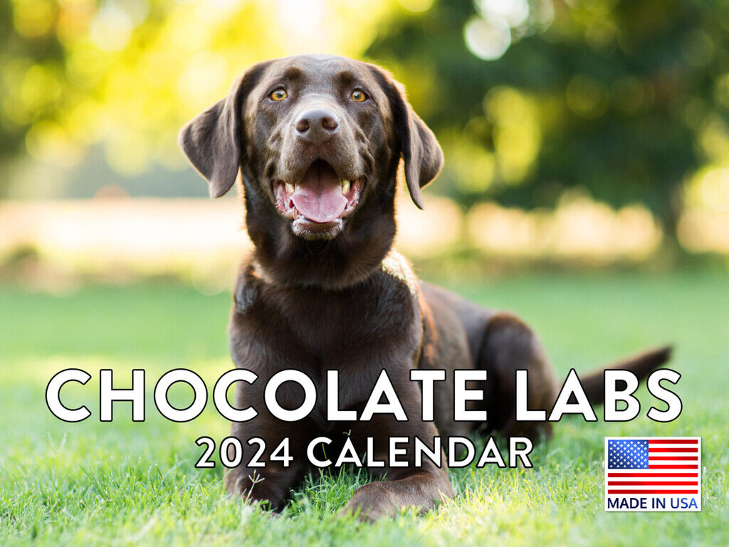 Chocolate Lab Dog 2024 Wall Calendar