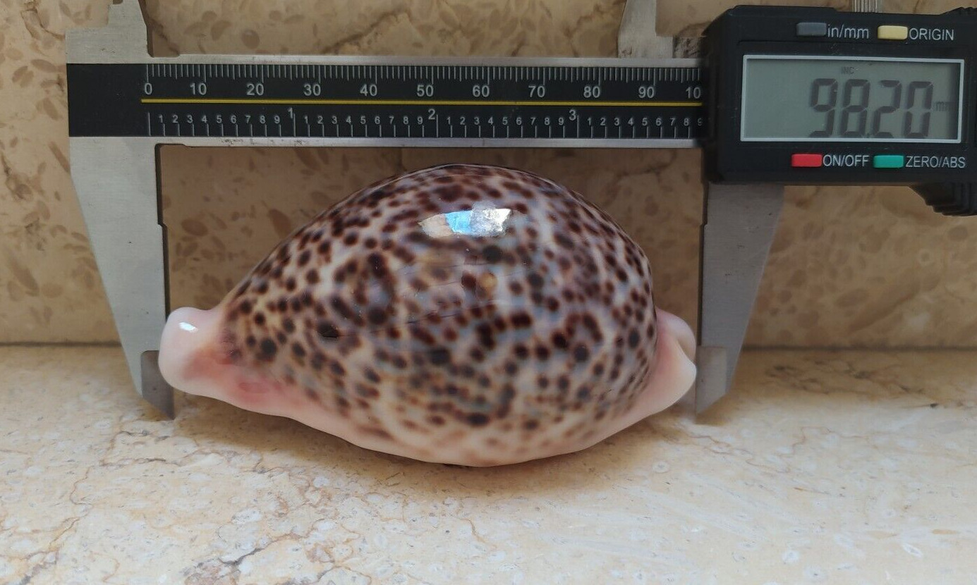 F cypraea pantherina rare size HUGE 98.2 mm F++++ F+++ specimen red sea panther