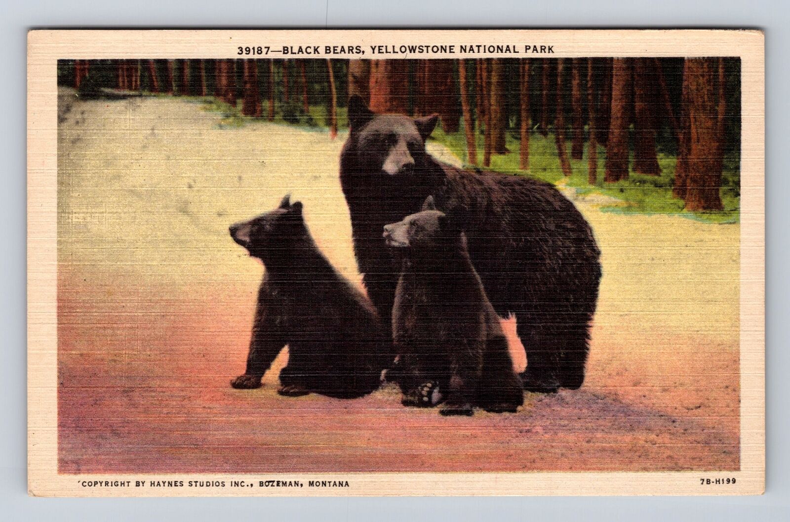 Yellowstone National Park, Black Bears, Series #39187, Antique, Vintage Postcard