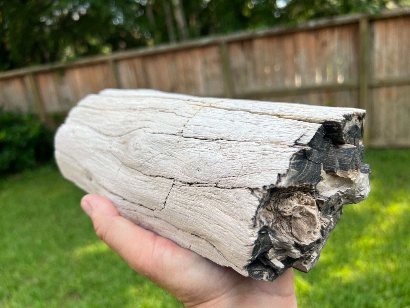 Texas Petrified Live Oak Wood Detailed Log 10