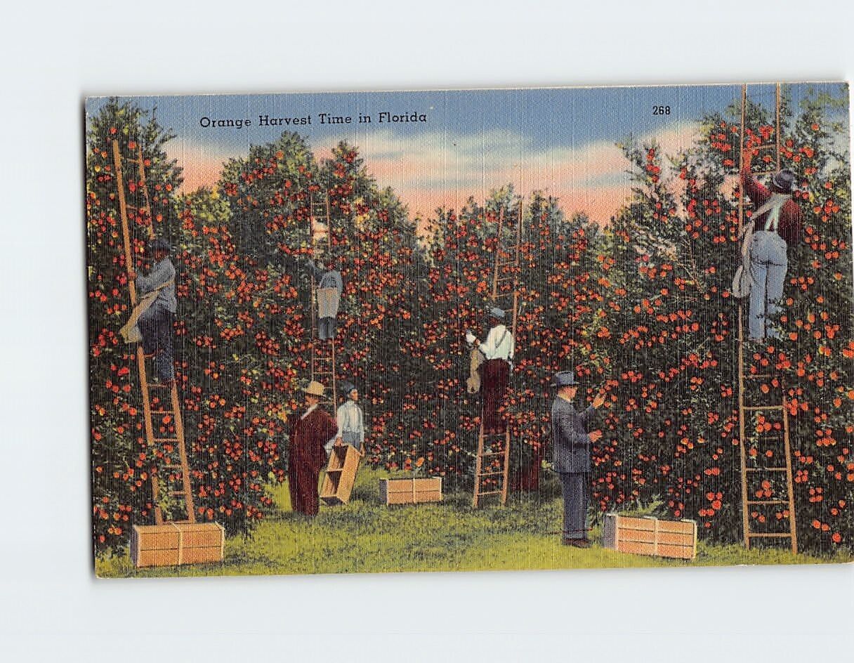 Postcard Orange Harvest Time in Florida USA