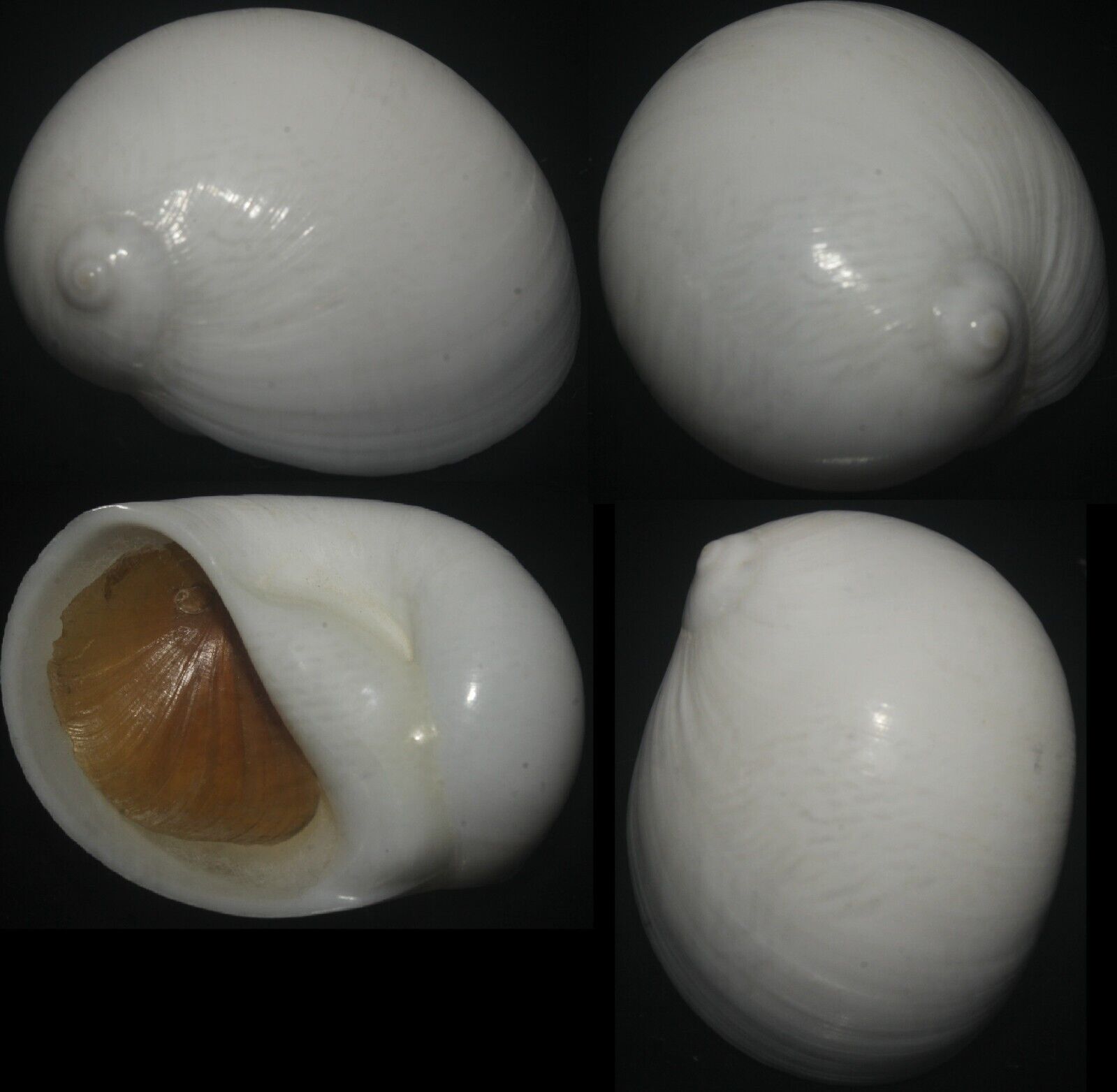 Tonyshells Seashell Eunaticina papilla HUGE PAPILLA MOON SNAIL 47mm F+++/gem,