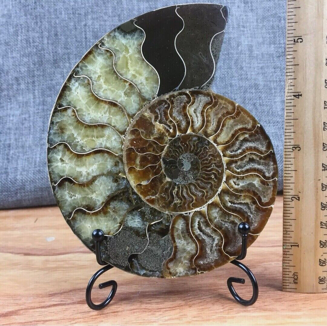 Top 150g+ Natural ammonite fossil conch Crystal specimen healing+stand 1PC