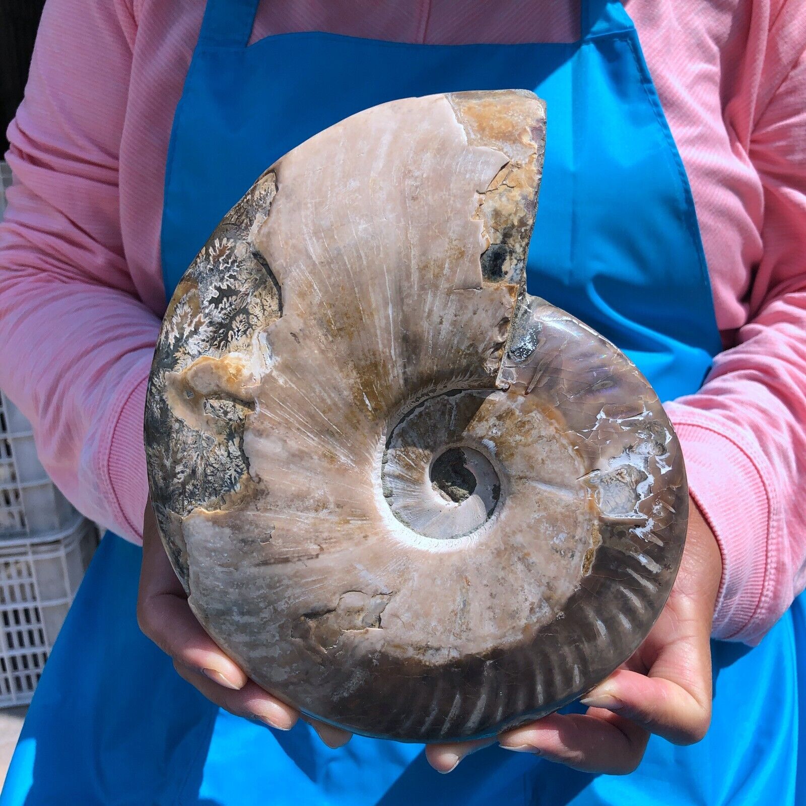 3.98LB Natural Large Beautiful Ammonite Fossil Conch Crystal Specimen Healing