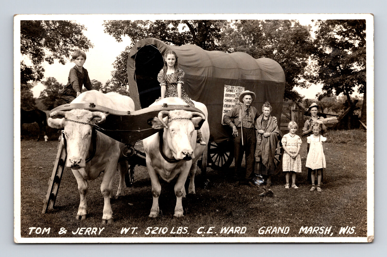 RPPC Tom & Jerry Oxen Conestoga Wagon Produce Vendor Grand Marsh WI Postcard