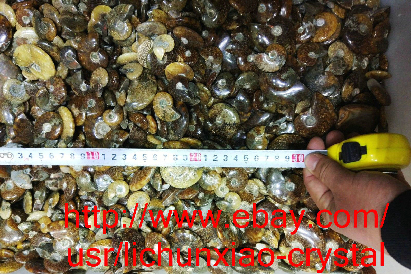 2.2lb (1kg)  60-80pcs Natural Ammonite Shell Crystal Fossil Specimen Madagascar
