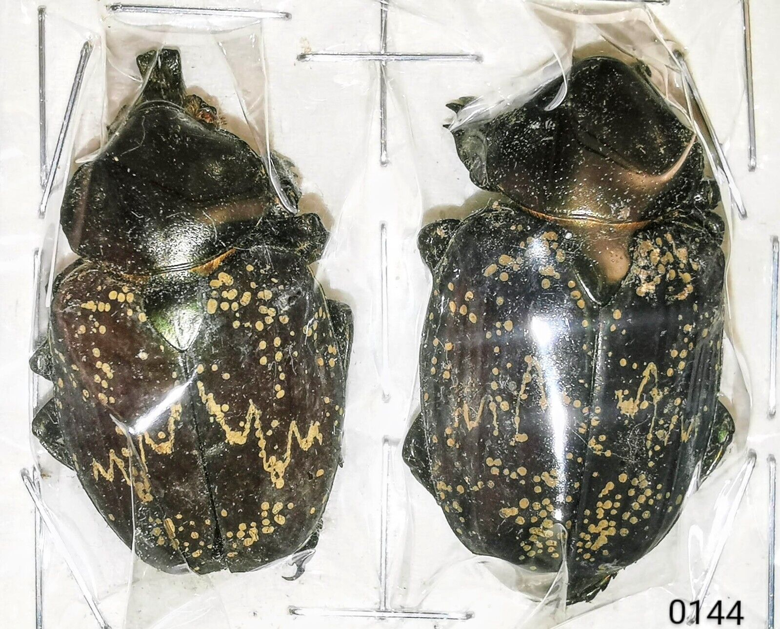 Scarabaeidae Trichinae Golinca bifrons 37mm PAIR A- from FRENCH GUIANA - #0144