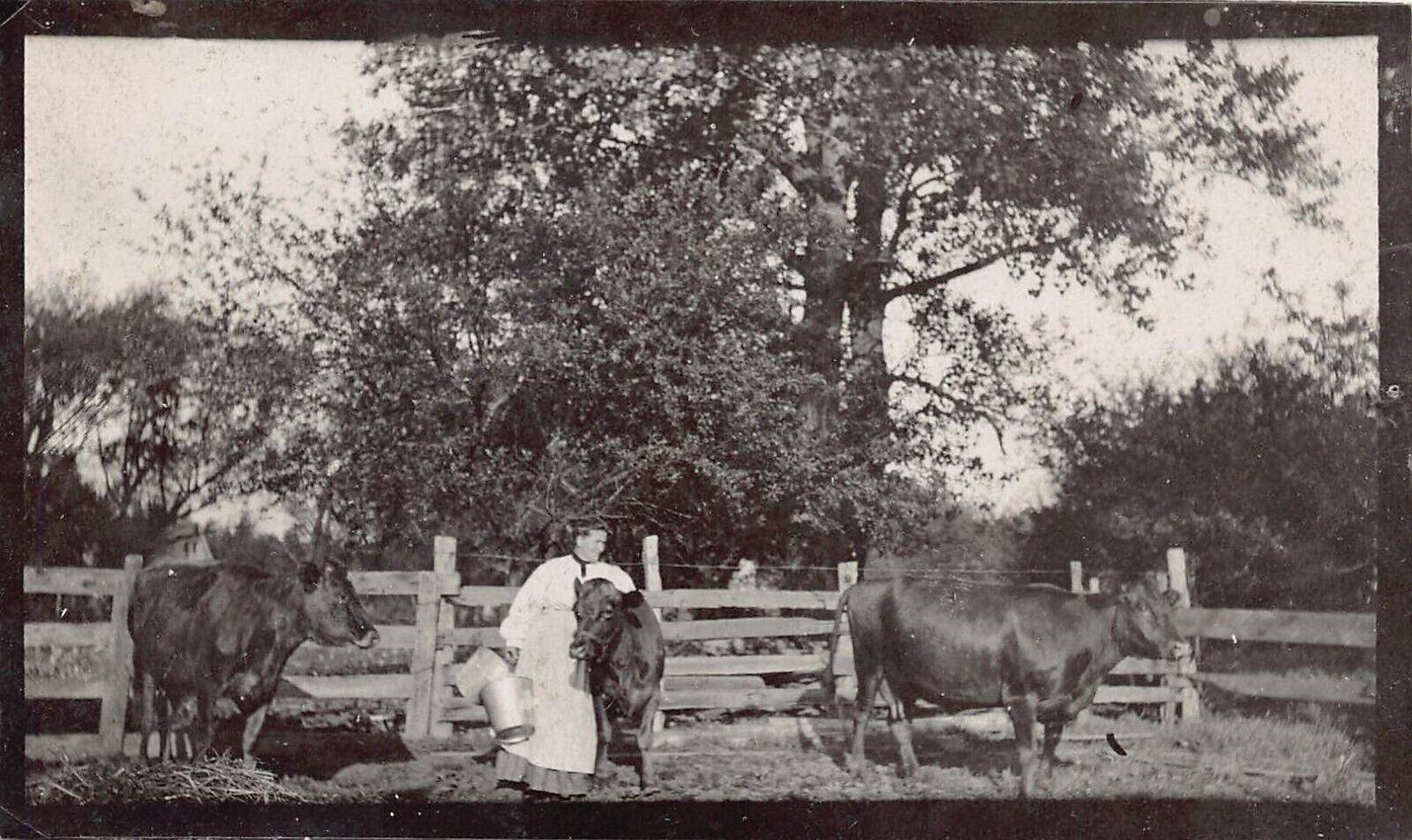 RPPC Farm Cows Cattle Dairy Girl Woman Homestead Preppers Photo Vtg Postcard Q9