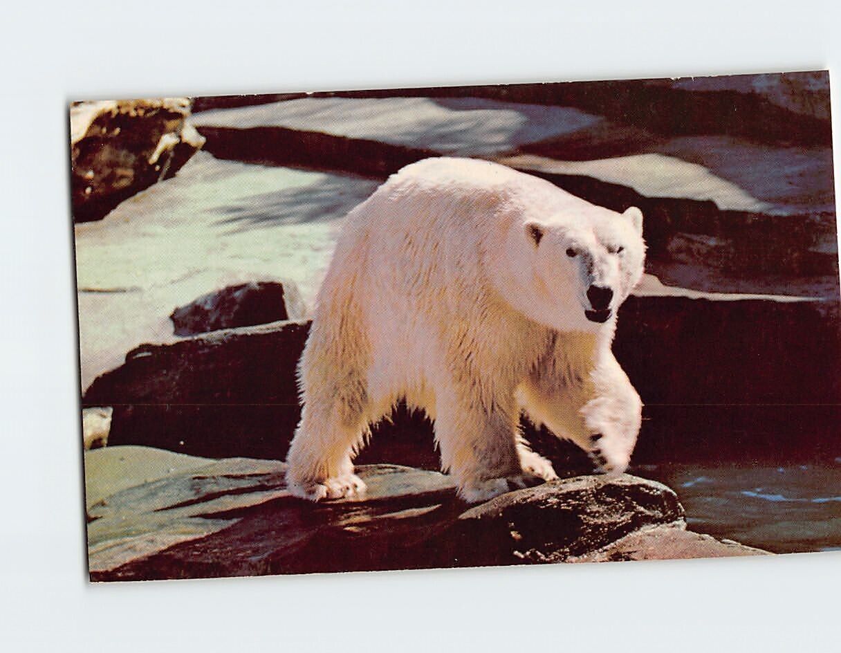 Postcard An Alaskan Polar Bear Alaska USA