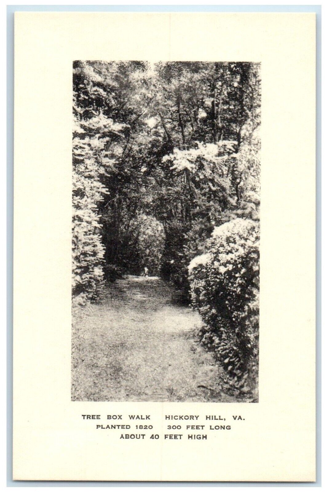 c1940 Tree Box Walk Plants Forest Hickory Hill Virginia Vintage Antique Postcard