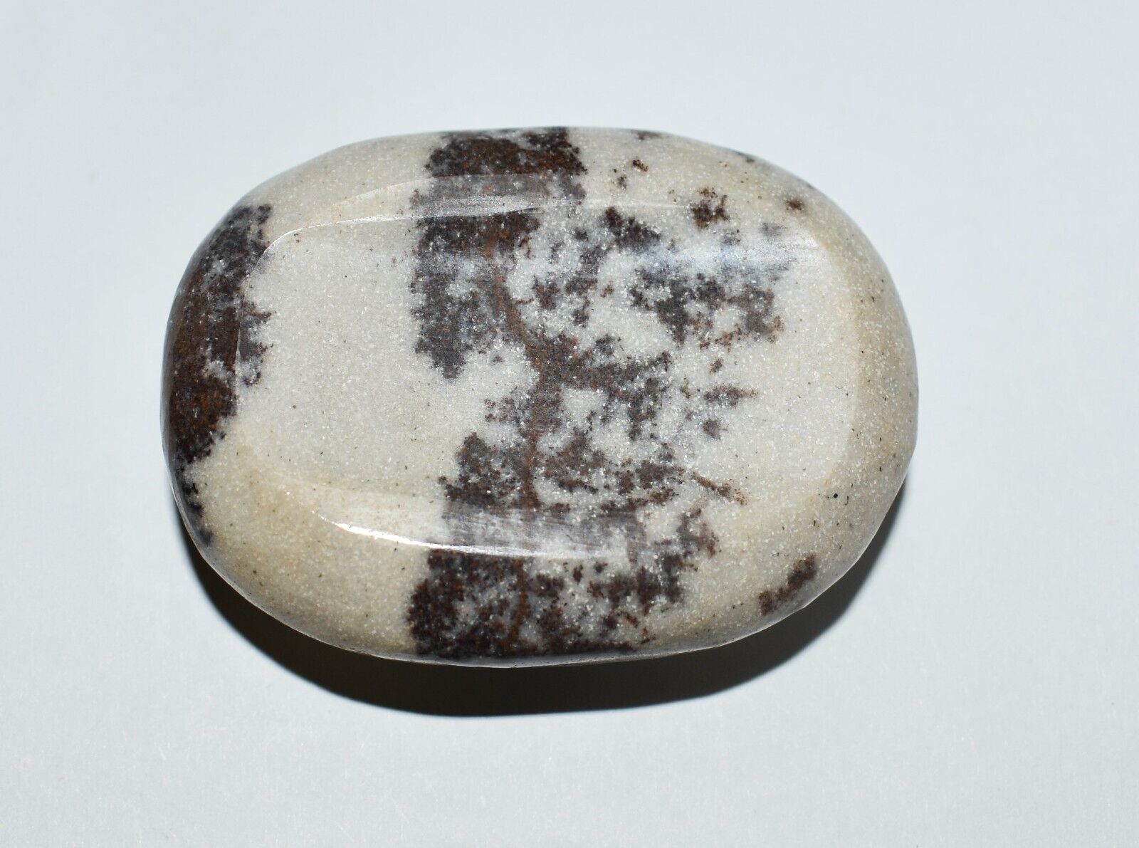 Dendritic Crystal Palm Worry Stone North Carolina New River Fossil Specimen
