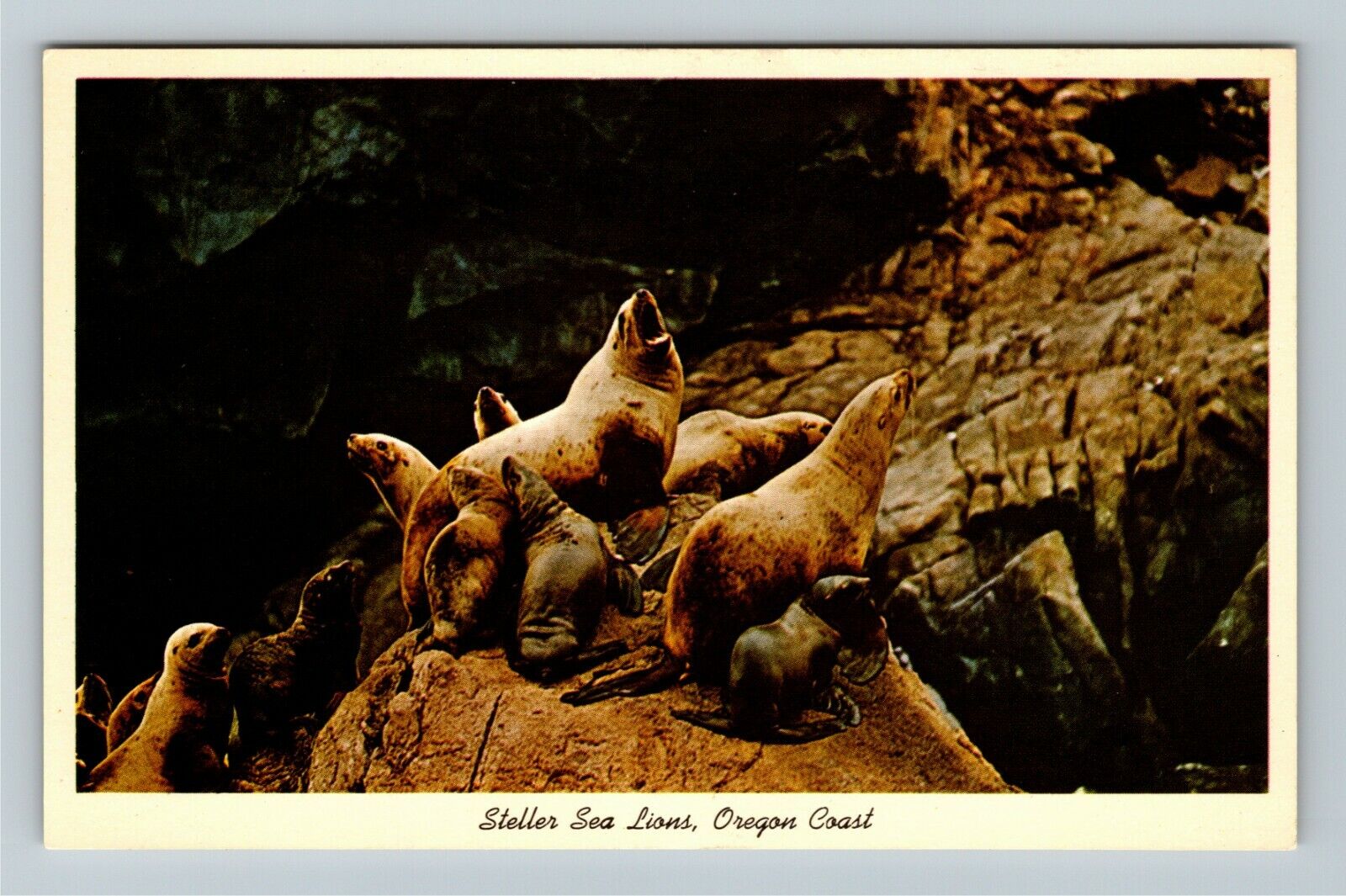 OR-Oregon, Steller Sea Lions, Oregon Coast, Vintage Postcard
