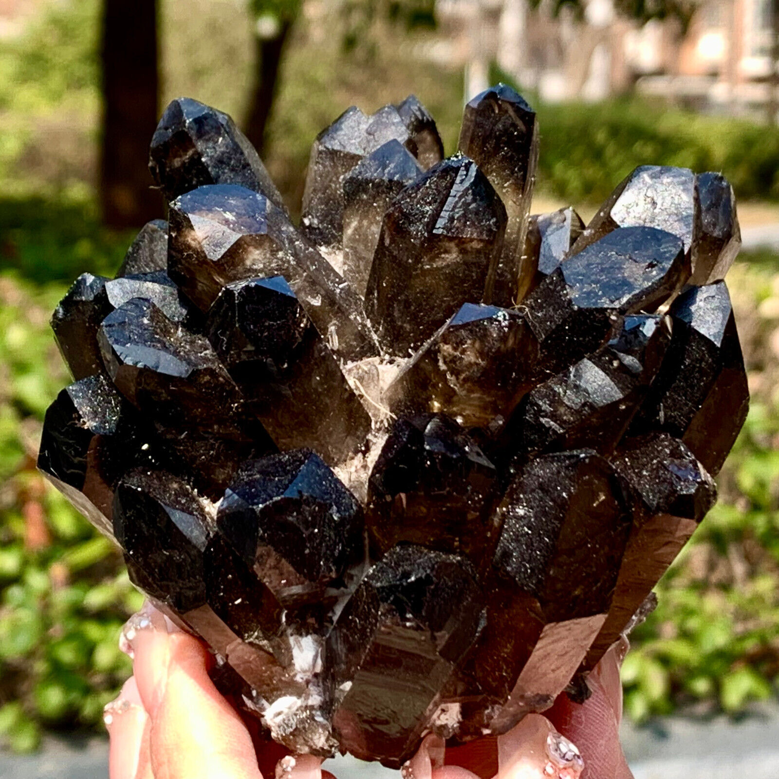 1.22LB New Find Black Phantom Quartz Crystal Cluster Mineral Specimen Healing
