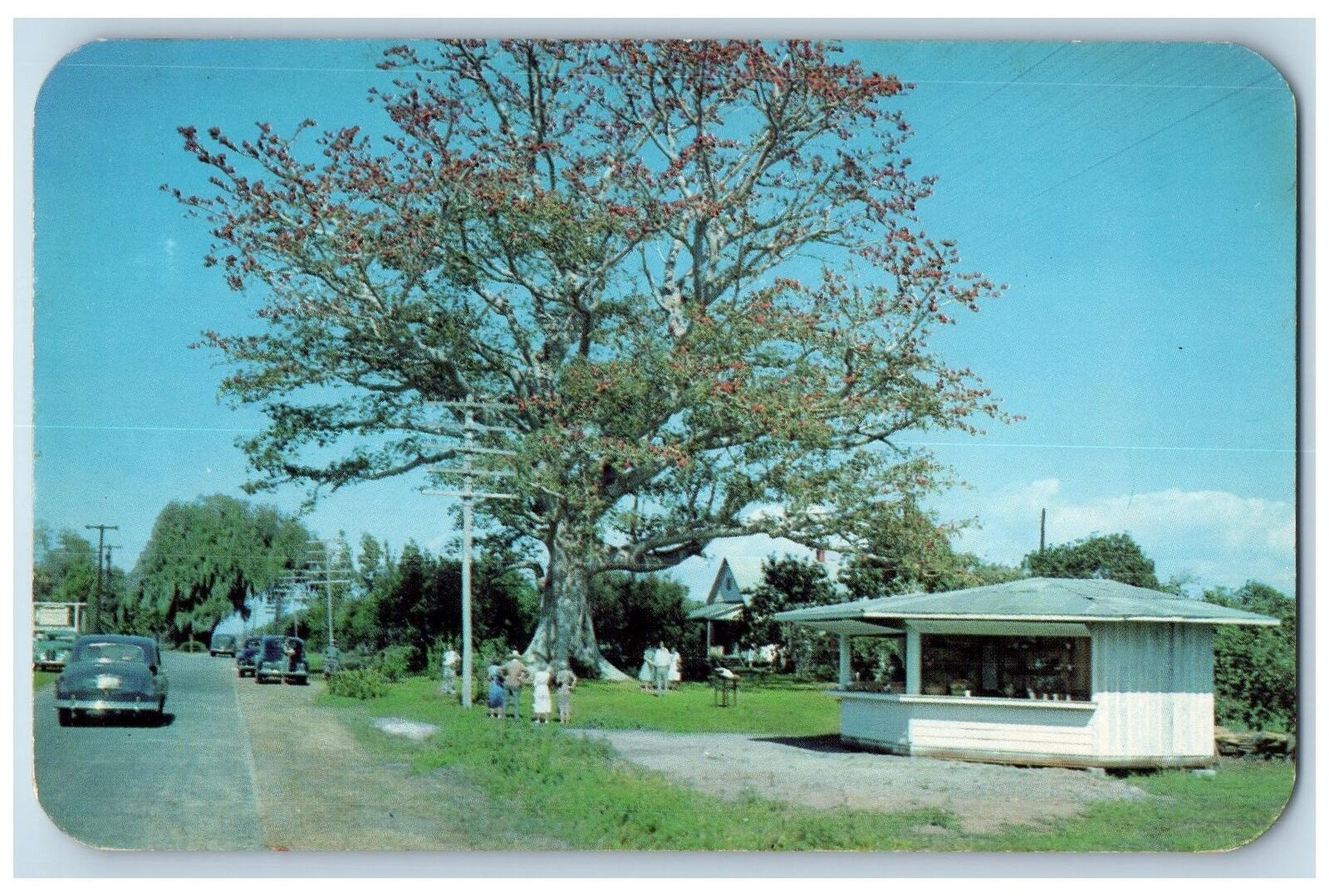 c1960's The Famous Kapok Tree Scene Clearwater Florida Unposted Vintage Postcard