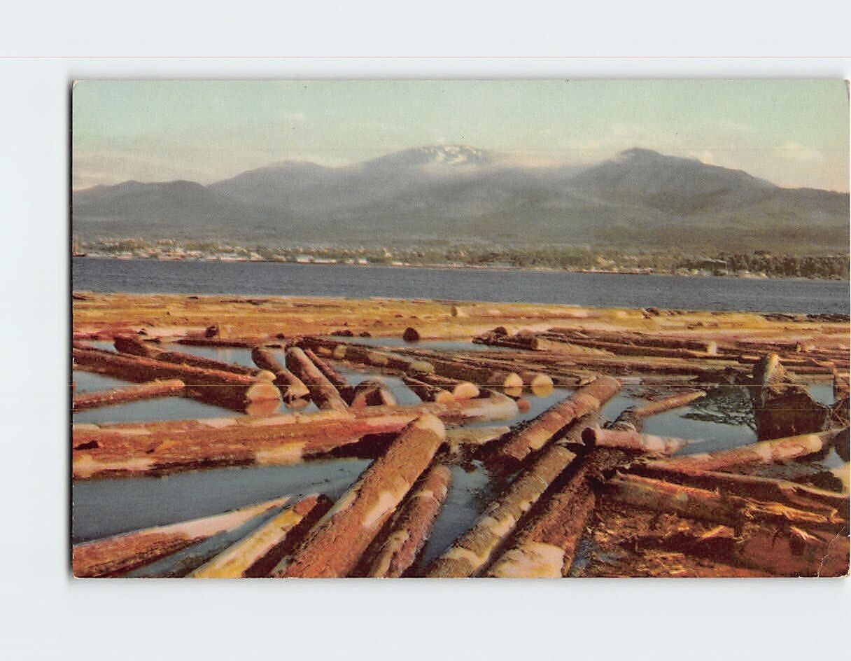 Postcard Timber Giant Logs Port Angeles Washington USA