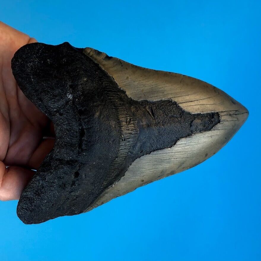 Megalodon Fossil Shark Tooth 💥 5.8\