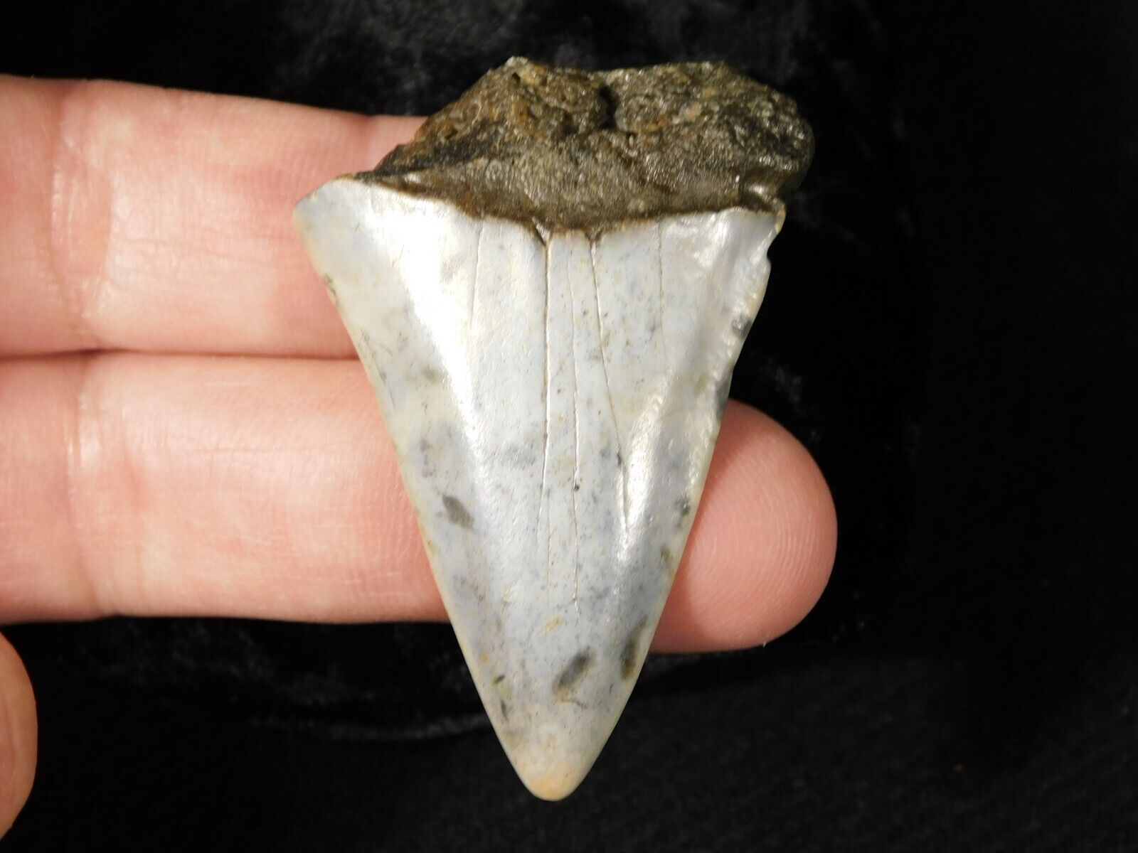 Larger ANCESTRAL Great White SHARK Tooth Fossil 100% Natural 14.6gr