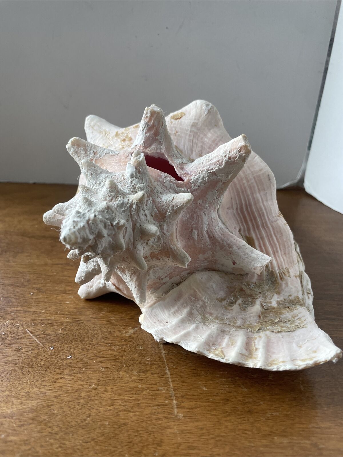 Large Nautical Conch Seashell 9”L  x 7\