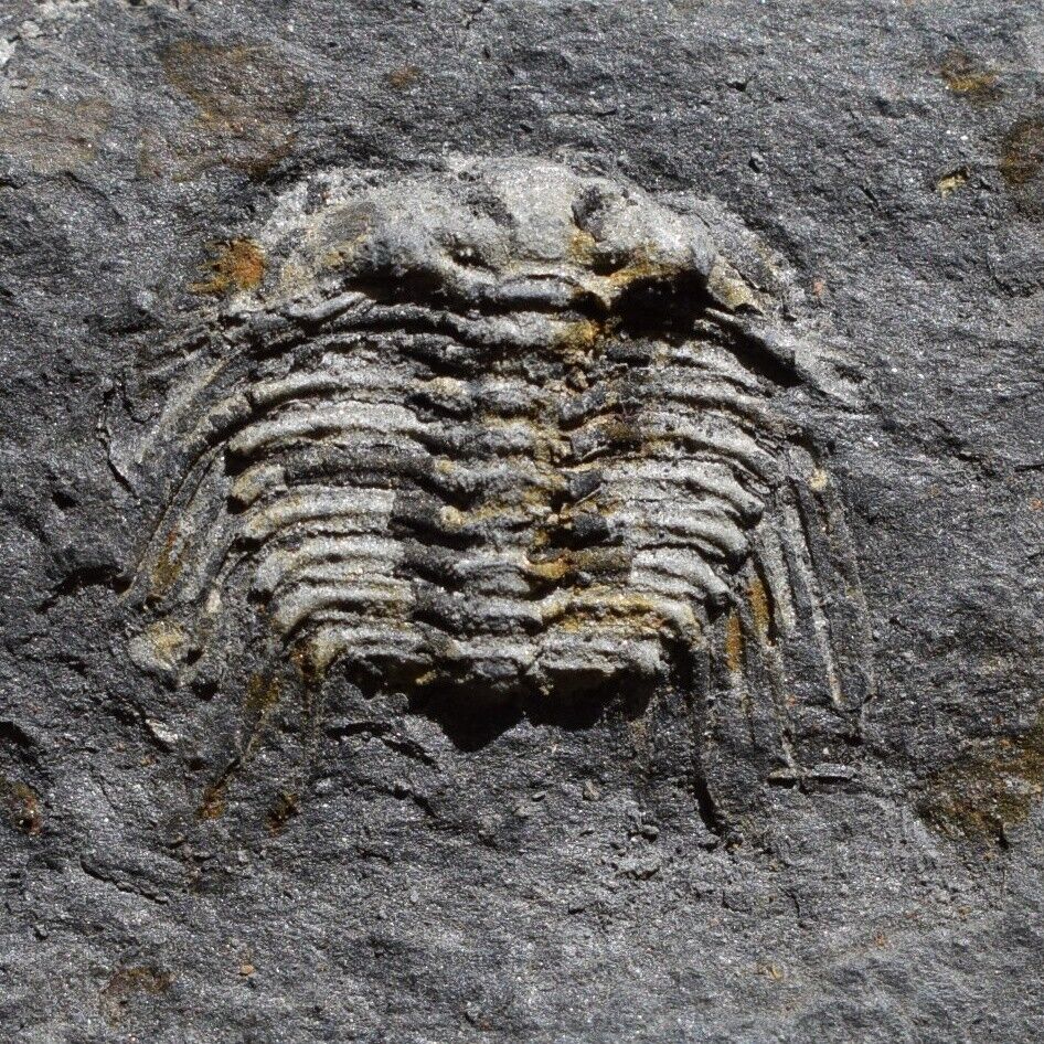 Ultra Rare Trilobite Fossil Leonaspis chacaltayana Bolivia Silurian