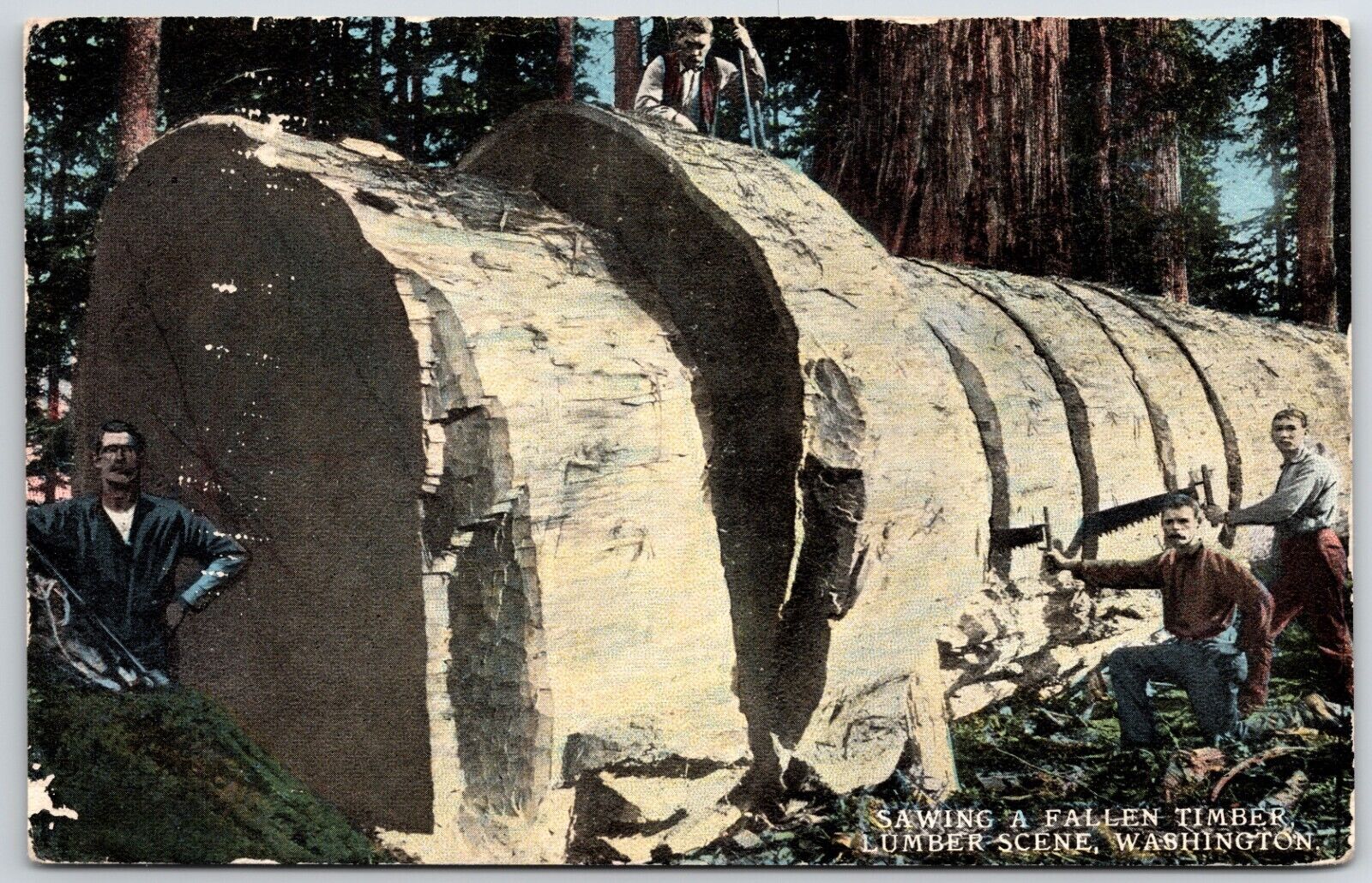 Postcard Sawing a Fallen Timber Lumber Scene Washington Unposted