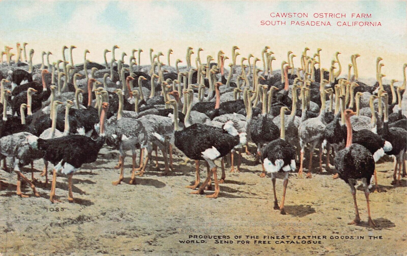 Los Angeles CA Cawston Ostrich Farm South Pasadena California Vtg Postcard C29