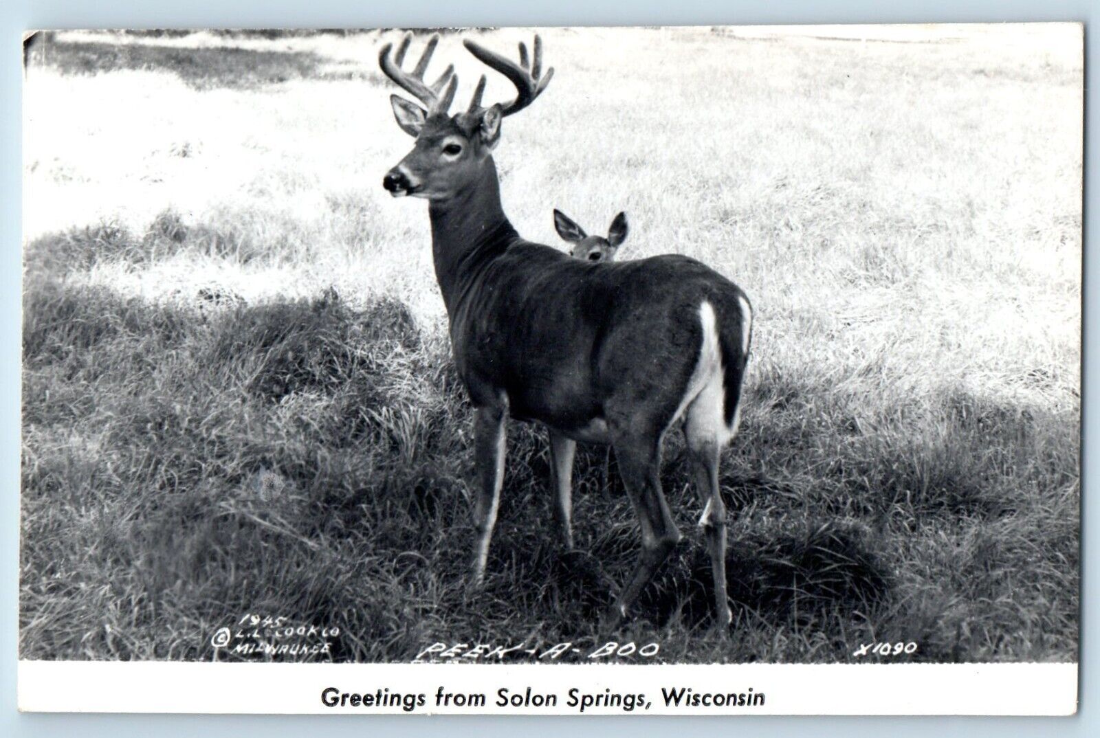 Solon Springs Wisconsin WI Postcard RPPC Photo Greetings Peek A Boo Deer c1940's