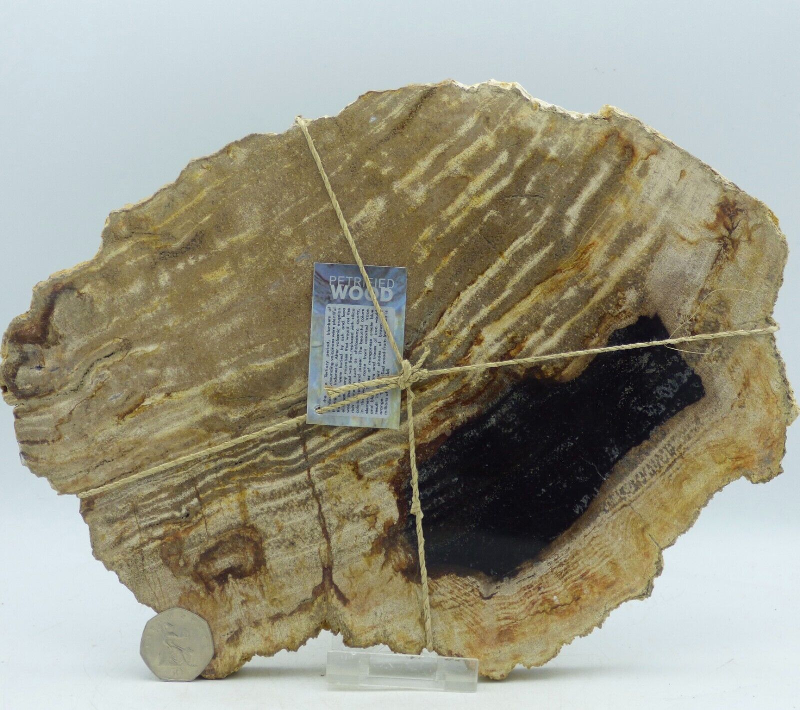 Miocene Petrified Fossil Wood Polished Dipterocarpus Indonesia 29 x 22 cm  2 kg