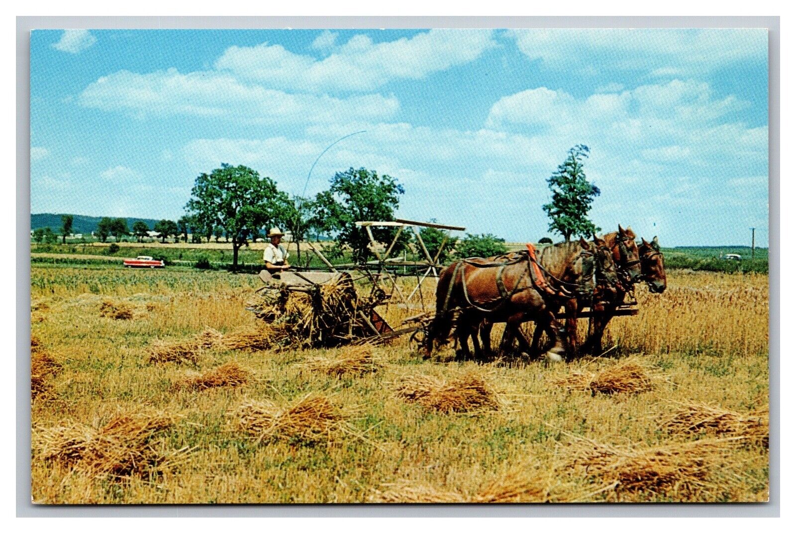 Greetings from PA Pennsylvania Dutch Country Mennonite Wheat Harvest Postcard