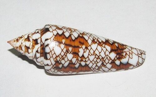 52mm NEW SPECIES Conus Bengalensis Sumbawaensis Seashell From Indonesia RARE