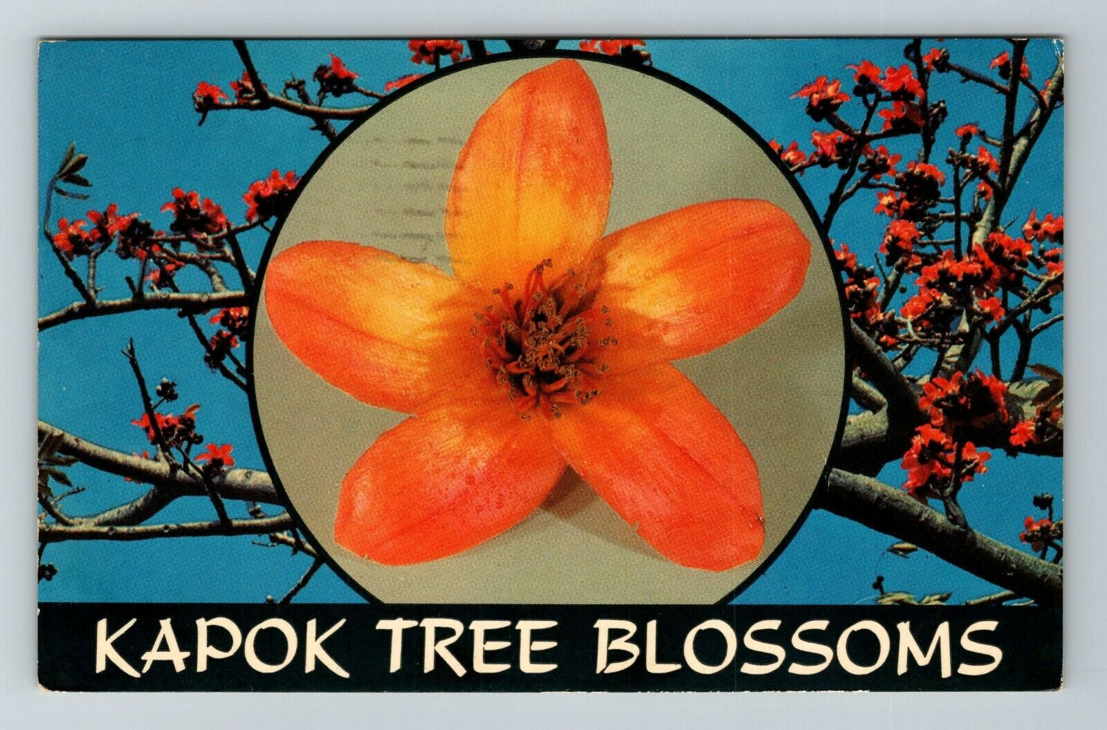 Clearwater FL-Florida, Kapok Tree Blossom Vintage Souvenir Postcard