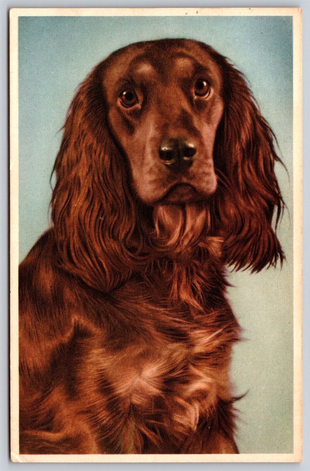 Postcard Irish Setter Dog Alfred Mainzer 300 Portland OR Zoo RR 1961 C35